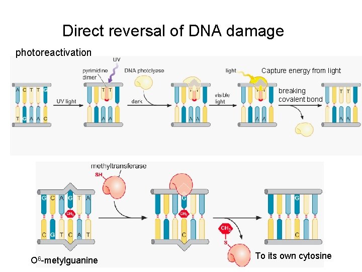 Direct reversal of DNA damage photoreactivation Capture energy from light breaking covalent bond O