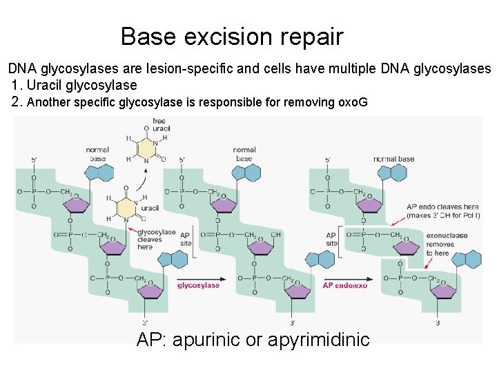 Base excision repair DNA glycosylases are lesion-specific and cells have multiple DNA glycosylases 1.