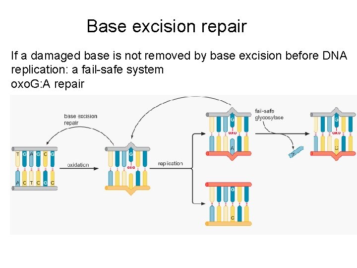 Base excision repair If a damaged base is not removed by base excision before Base excision repair If a damaged base is not removed by base excision before