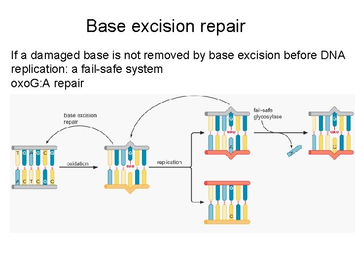 Base excision repair If a damaged base is not removed by base excision before