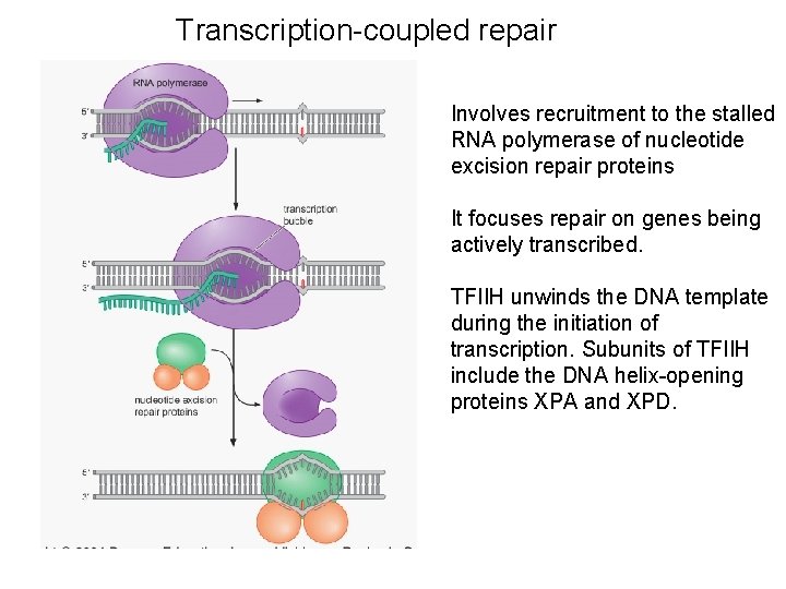 Transcription-coupled repair Involves recruitment to the stalled RNA polymerase of nucleotide excision repair proteins