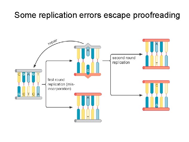 Some replication errors escape proofreading 