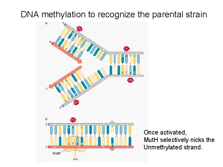 DNA methylation to recognize the parental strain Once activated, Mut. H selectively nicks the