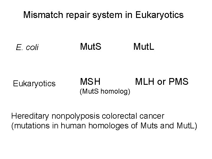 Mismatch repair system in Eukaryotics E. coli Eukaryotics Mut. S Mut. L MSH MLH