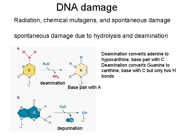 DNA damage Radiation, chemical mutagens, and spontaneous damage due to hydrolysis and deamination Deamination