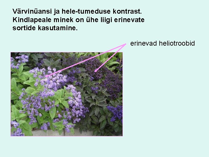 Värvinüansi ja hele-tumeduse kontrast. Kindlapeale minek on ühe liigi erinevate sortide kasutamine. erinevad heliotroobid