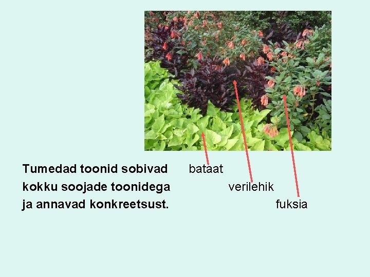 Tumedad toonid sobivad kokku soojade toonidega ja annavad konkreetsust. bataat verilehik fuksia 