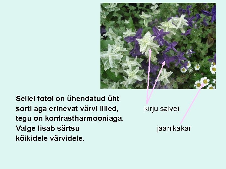 Sellel fotol on ühendatud üht sorti aga erinevat värvi lilled, tegu on kontrastharmooniaga. Valge
