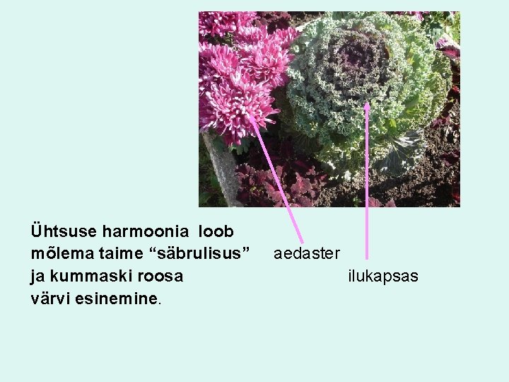 Ühtsuse harmoonia loob mõlema taime “säbrulisus” ja kummaski roosa värvi esinemine. aedaster ilukapsas 