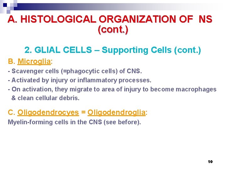 A. HISTOLOGICAL ORGANIZATION OF NS (cont. ) 2. GLIAL CELLS – Supporting Cells (cont.