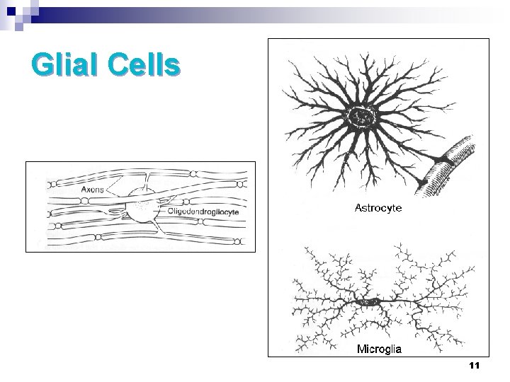 Glial Cells 11 