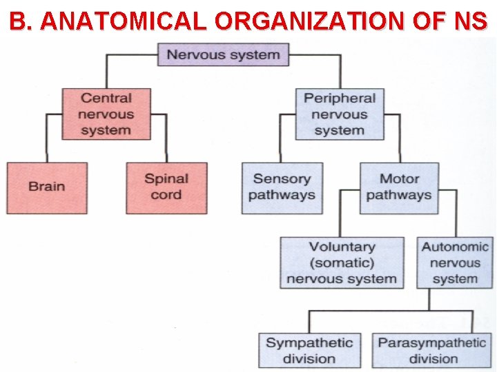 B. ANATOMICAL ORGANIZATION OF NS 12 