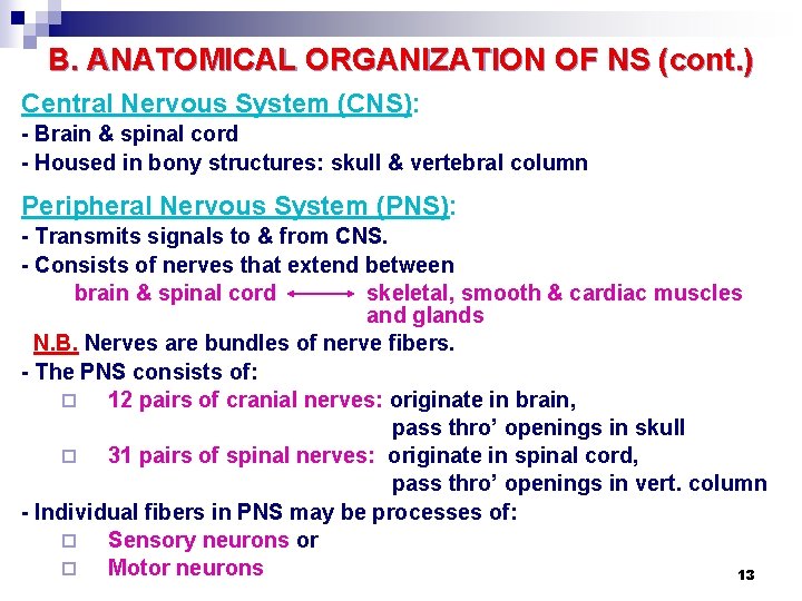 B. ANATOMICAL ORGANIZATION OF NS (cont. ) Central Nervous System (CNS): - Brain &
