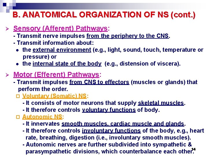 B. ANATOMICAL ORGANIZATION OF NS (cont. ) Ø Sensory (Afferent) Pathways: - Transmit nerve