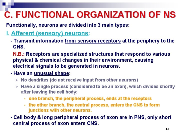 C. FUNCTIONAL ORGANIZATION OF NS Functionally, neurons are divided into 3 main types: I.