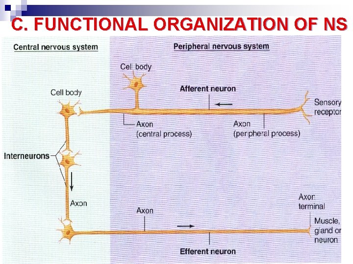 C. FUNCTIONAL ORGANIZATION OF NS 17 