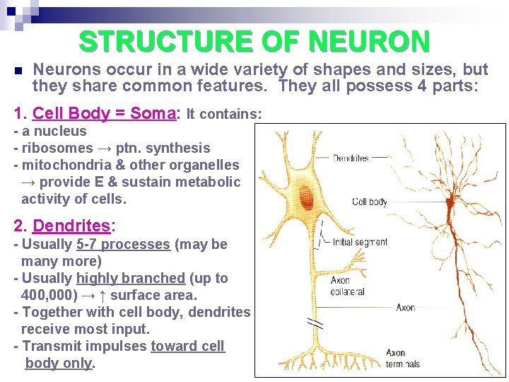 STRUCTURE OF NEURON n Neurons occur in a wide variety of shapes and sizes,