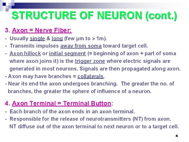 STRUCTURE OF NEURON (cont. ) 3. Axon = Nerve Fiber: - Usually single &