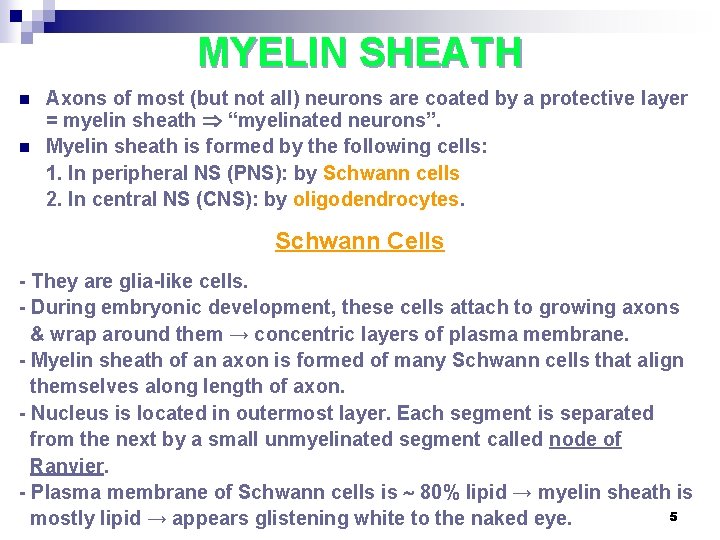 MYELIN SHEATH n n Axons of most (but not all) neurons are coated by