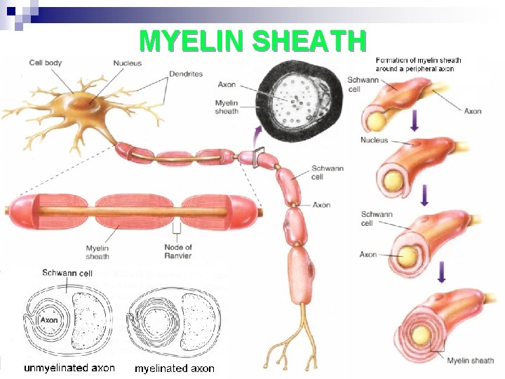 MYELIN SHEATH 7 