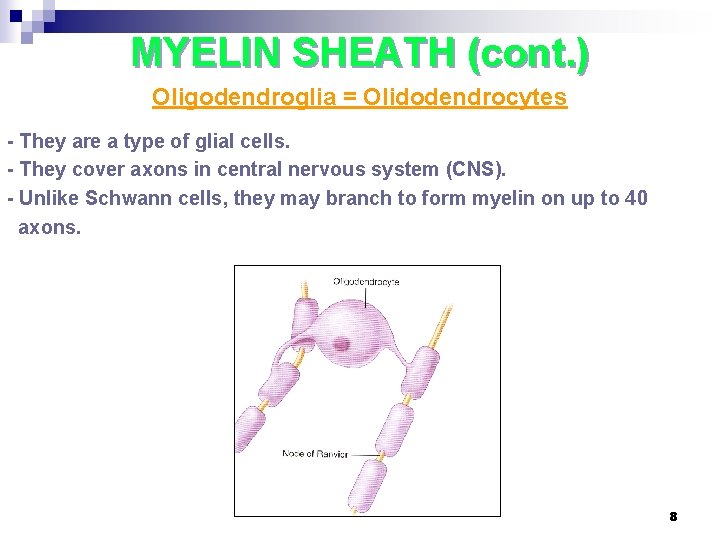 MYELIN SHEATH (cont. ) Oligodendroglia = Olidodendrocytes - They are a type of glial