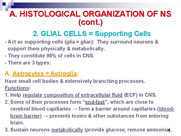 A. HISTOLOGICAL ORGANIZATION OF NS (cont. ) 2. GLIAL CELLS = Supporting Cells -