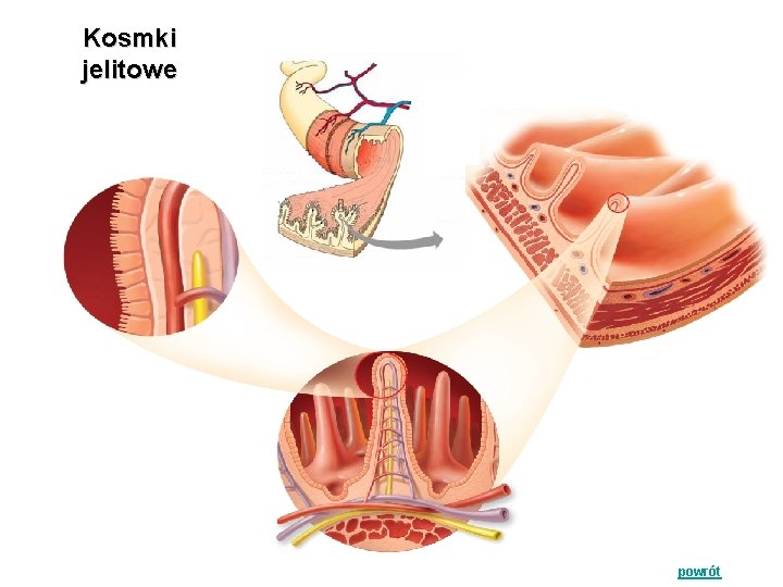 Kosmki jelitowe powrót 