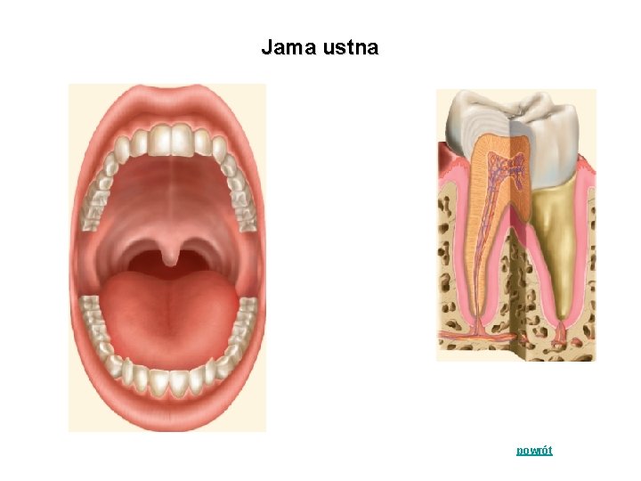 Jama ustna powrót 