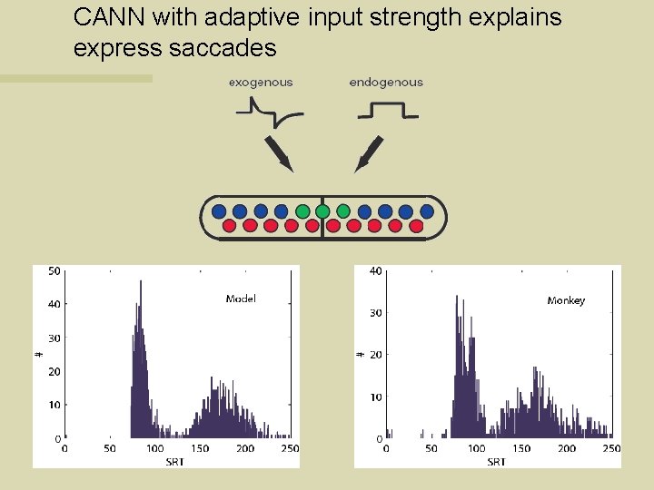 CANN with adaptive input strength explains express saccades 