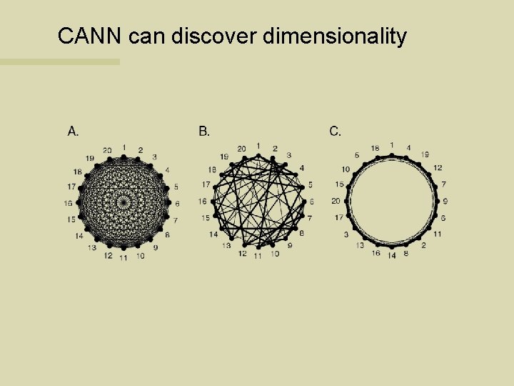 CANN can discover dimensionality 