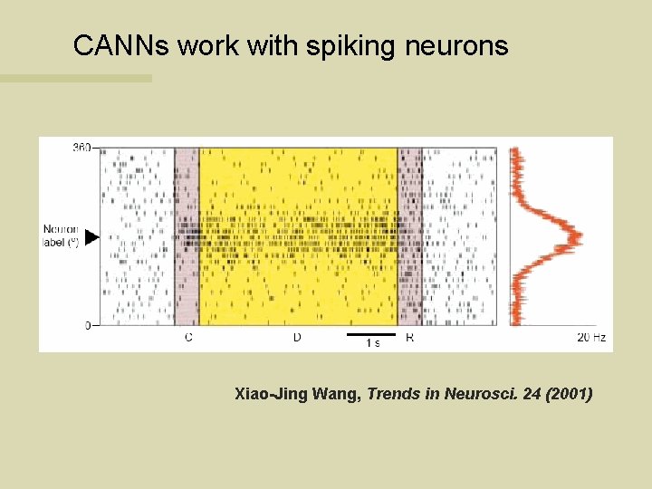 CANNs work with spiking neurons Xiao-Jing Wang, Trends in Neurosci. 24 (2001) 