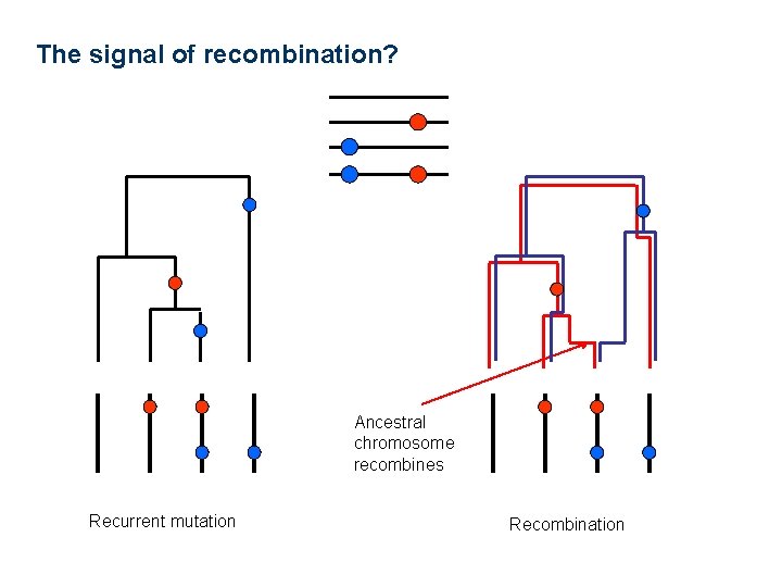 The signal of recombination? Ancestral chromosome recombines Recurrent mutation Recombination 