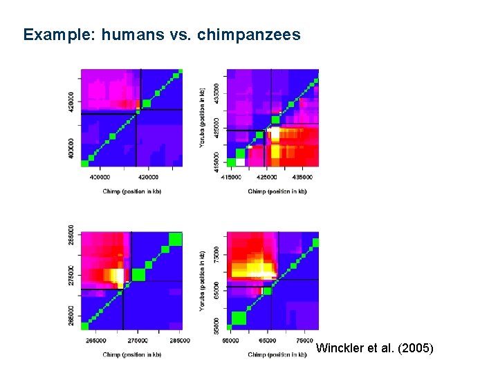 Example: humans vs. chimpanzees Winckler et al. (2005) 