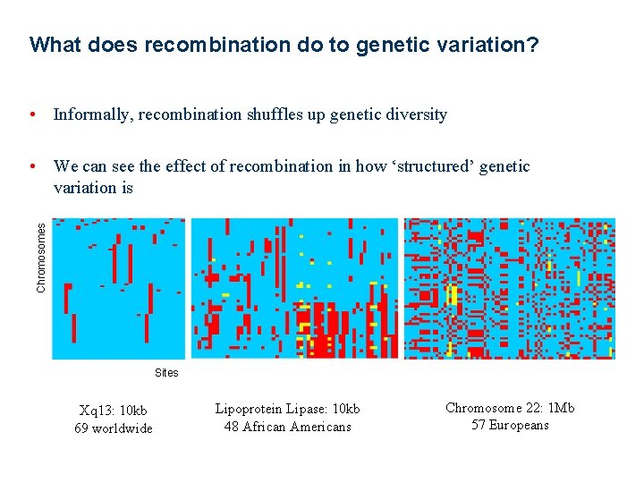 What does recombination do to genetic variation? • Informally, recombination shuffles up genetic diversity