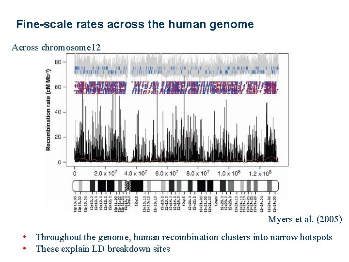 Fine-scale rates across the human genome Across chromosome 12 Myers et al. (2005) •
