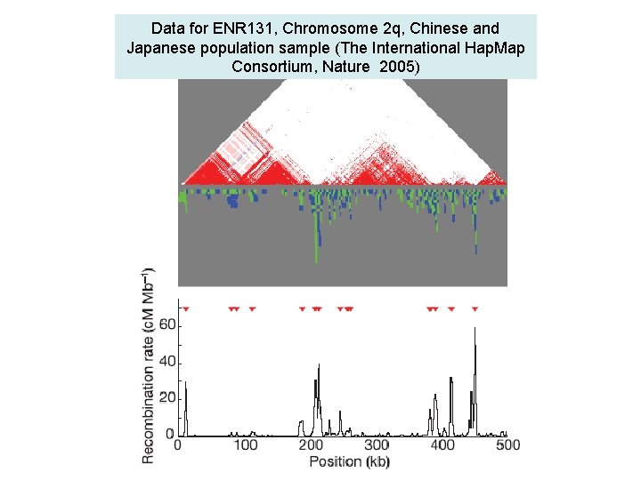 Data for ENR 131, Chromosome 2 q, Chinese and Japanese population sample (The International