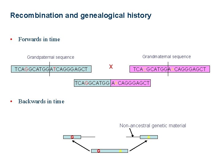 Recombination and genealogical history • Forwards in time Grandmaternal sequence Grandpaternal sequence x TCAGGCATGGATCAGGGAGCT