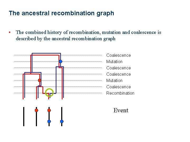 The ancestral recombination graph • The combined history of recombination, mutation and coalescence is