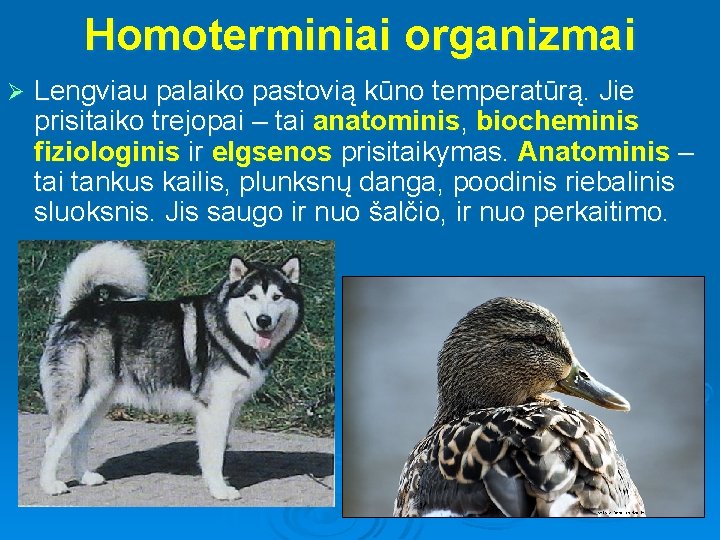 Homoterminiai organizmai Ø Lengviau palaiko pastovią kūno temperatūrą. Jie prisitaiko trejopai – tai anatominis,
