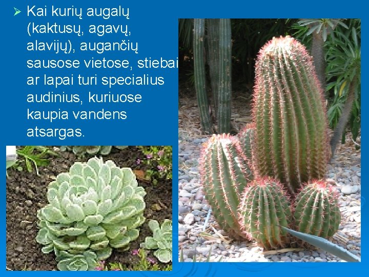 Ø Kai kurių augalų (kaktusų, agavų, alavijų), augančių sausose vietose, stiebai ar lapai turi