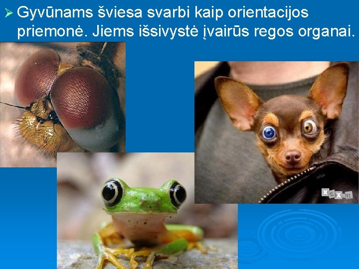 Ø Gyvūnams šviesa svarbi kaip orientacijos priemonė. Jiems išsivystė įvairūs regos organai. 