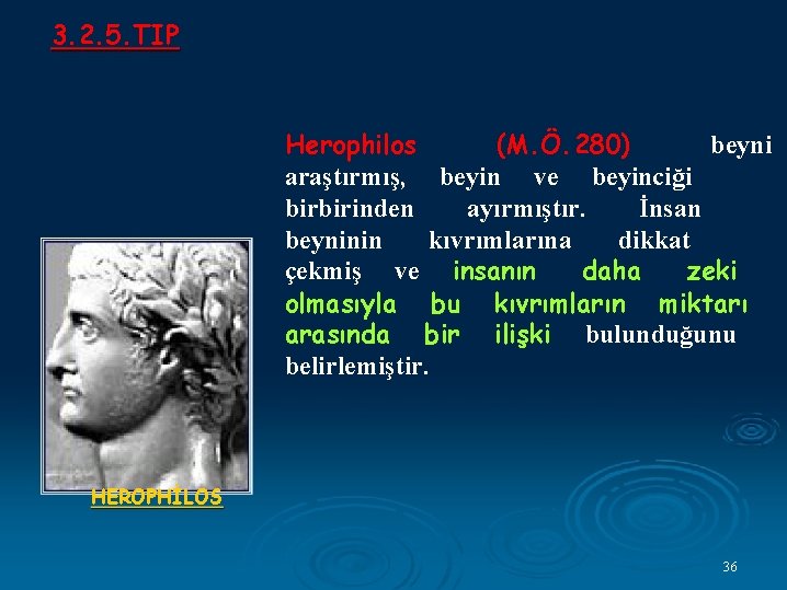 3. 2. 5. TIP Herophilos (M. Ö. 280) beyni araştırmış, beyin ve beyinciği birbirinden