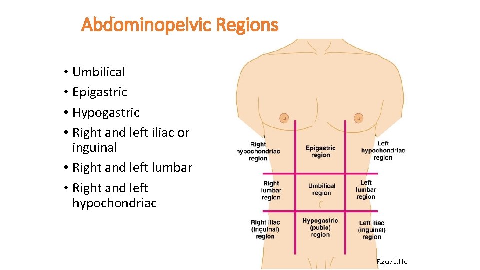 Abdominopelvic Regions • Umbilical • Epigastric • Hypogastric • Right and left iliac or