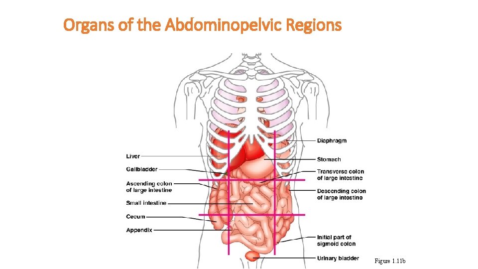Organs of the Abdominopelvic Regions Figure 1. 11 b 