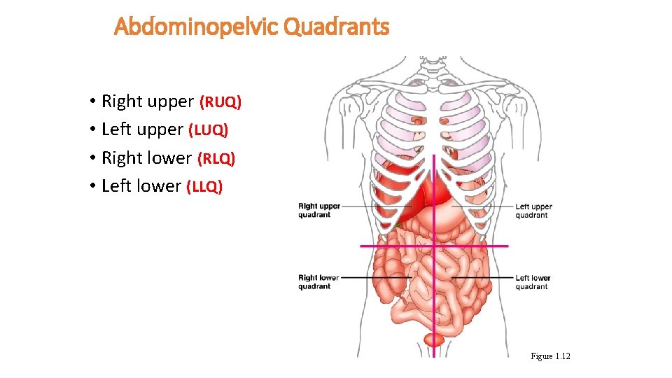 Abdominopelvic Quadrants • Right upper (RUQ) • Left upper (LUQ) • Right lower (RLQ)