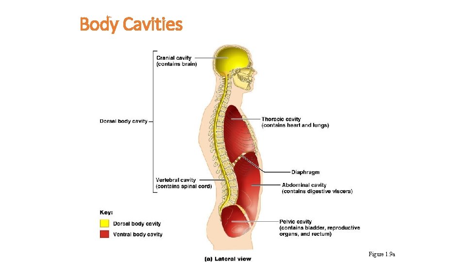 Body Cavities Figure 1. 9 a 