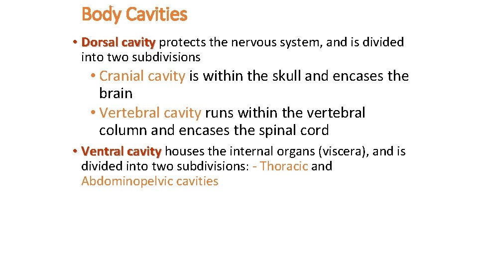 Body Cavities • Dorsal cavity protects the nervous system, and is divided into two