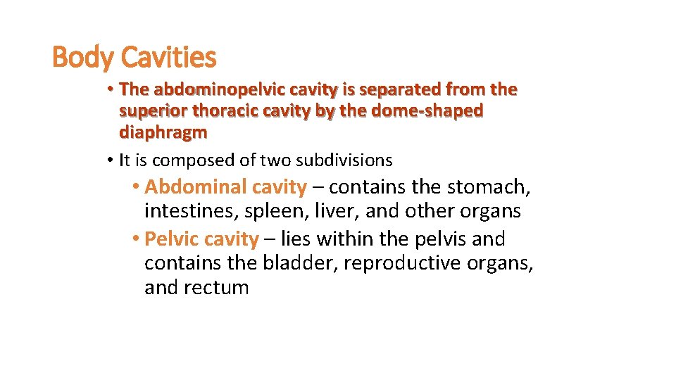 Body Cavities • The abdominopelvic cavity is separated from the superior thoracic cavity by