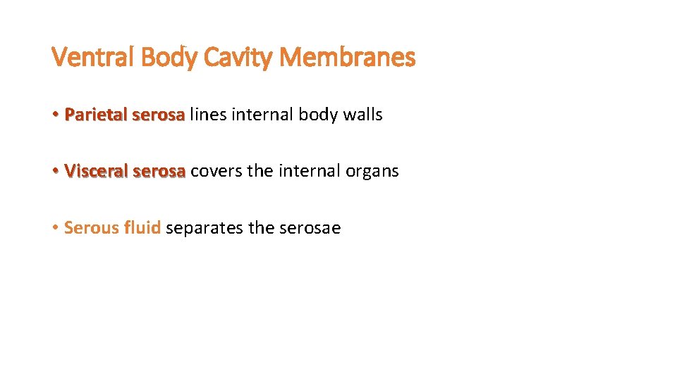 Ventral Body Cavity Membranes • Parietal serosa lines internal body walls • Visceral serosa
