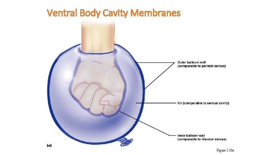 Ventral Body Cavity Membranes Figure 1. 10 a 